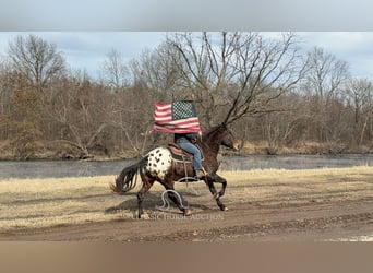 Appaloosa, Caballo castrado, 10 años, 152 cm, Castaño rojizo