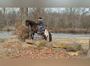 Appaloosa, Caballo castrado, 10 años, 152 cm, Castaño rojizo