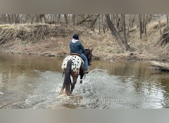 Appaloosa, Caballo castrado, 10 años, 152 cm, Castaño rojizo