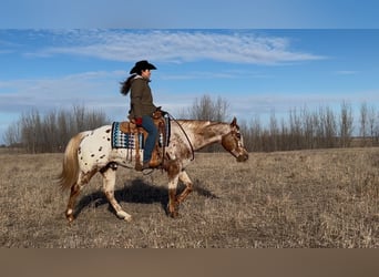 Appaloosa, Caballo castrado, 10 años, 152 cm