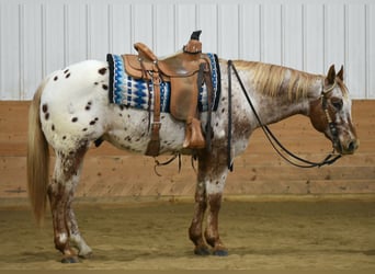 Appaloosa, Caballo castrado, 10 años, 152 cm