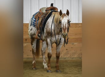 Appaloosa, Caballo castrado, 10 años, 152 cm