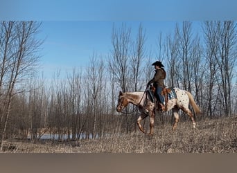 Appaloosa, Caballo castrado, 10 años, 152 cm