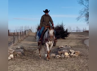 Appaloosa, Caballo castrado, 10 años, 152 cm