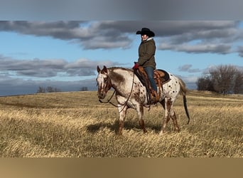 Appaloosa, Caballo castrado, 10 años, 152 cm