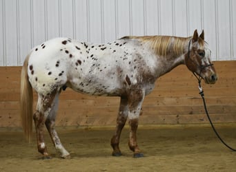 Appaloosa, Caballo castrado, 10 años, 152 cm