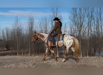 Appaloosa, Caballo castrado, 10 años, 152 cm