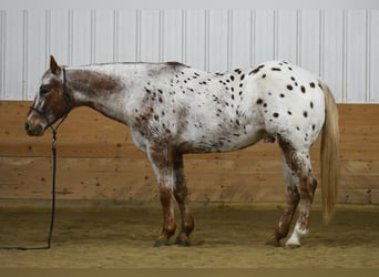 Appaloosa, Caballo castrado, 10 años, 152 cm