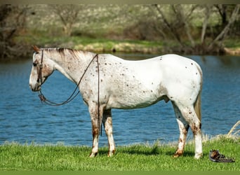 Appaloosa, Caballo castrado, 10 años, 152 cm, Ruano alazán