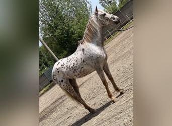 Appaloosa, Caballo castrado, 10 años, 154 cm, Atigrado/Moteado