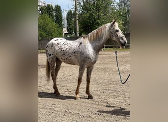 Appaloosa, Caballo castrado, 10 años, 154 cm, Atigrado/Moteado