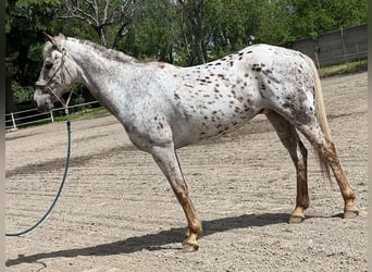 Appaloosa, Caballo castrado, 10 años, 154 cm, Atigrado/Moteado