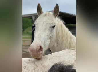 Appaloosa Mestizo, Caballo castrado, 10 años, 154 cm, Tordo rodado