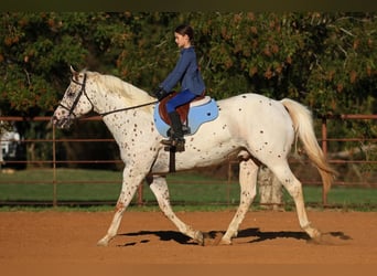 Appaloosa, Caballo castrado, 10 años, 155 cm, Alazán rojizo