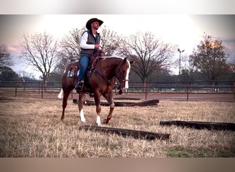 Appaloosa, Caballo castrado, 10 años, 155 cm, Alazán-tostado
