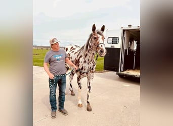Appaloosa, Caballo castrado, 10 años, 155 cm