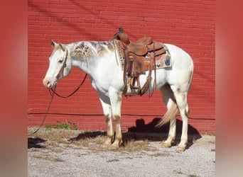 Appaloosa, Caballo castrado, 10 años, 155 cm, White/Blanco