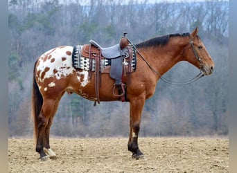 Appaloosa, Caballo castrado, 10 años, 157 cm