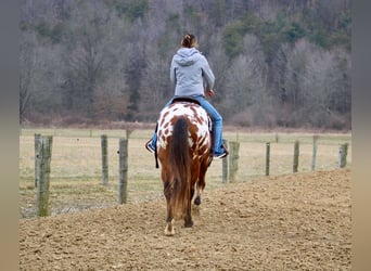 Appaloosa, Caballo castrado, 10 años, 157 cm