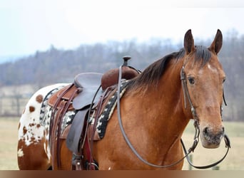 Appaloosa, Caballo castrado, 10 años, 157 cm