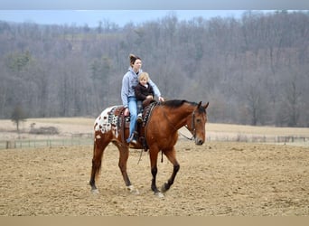 Appaloosa, Caballo castrado, 10 años, 157 cm