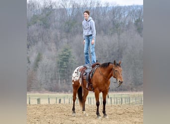 Appaloosa, Caballo castrado, 10 años, 157 cm