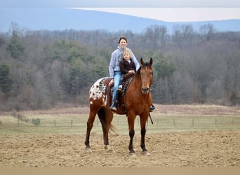 Appaloosa, Caballo castrado, 10 años, 157 cm