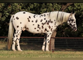 Appaloosa, Caballo castrado, 10 años, 160 cm, Atigrado/Moteado