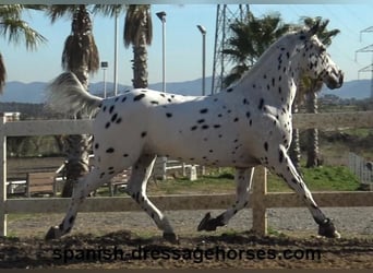 Appaloosa Mestizo, Caballo castrado, 10 años, 160 cm