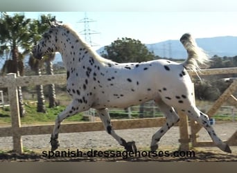 Appaloosa Mestizo, Caballo castrado, 10 años, 160 cm