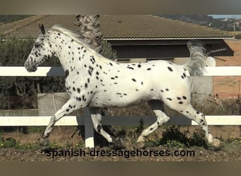 Appaloosa Mestizo, Caballo castrado, 10 años, 160 cm