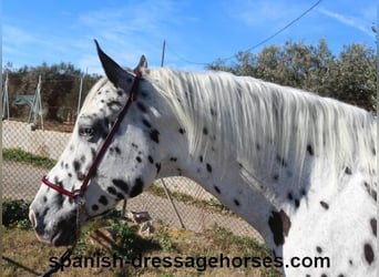 Appaloosa Mestizo, Caballo castrado, 10 años, 160 cm