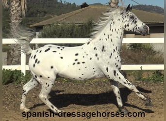 Appaloosa Mestizo, Caballo castrado, 10 años, 160 cm