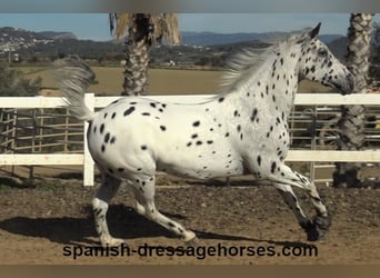 Appaloosa Mestizo, Caballo castrado, 10 años, 160 cm