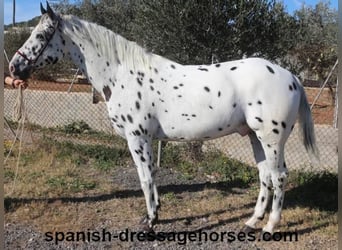 Appaloosa Mestizo, Caballo castrado, 10 años, 160 cm