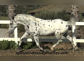 Appaloosa Mestizo, Caballo castrado, 10 años, 160 cm