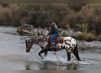 Appaloosa, Caballo castrado, 10 años, 160 cm