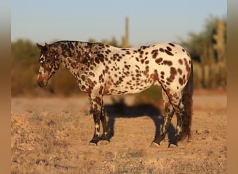 Appaloosa, Caballo castrado, 10 años, 160 cm