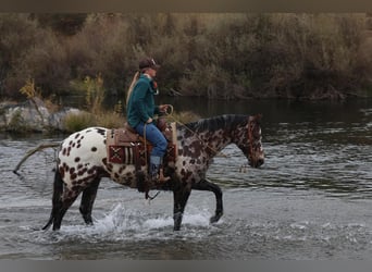 Appaloosa, Caballo castrado, 10 años, 160 cm