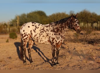 Appaloosa, Caballo castrado, 10 años, 160 cm