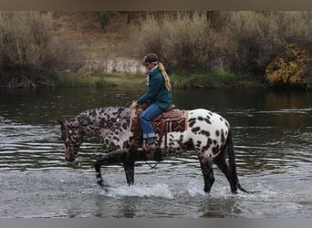 Appaloosa, Caballo castrado, 10 años, 160 cm