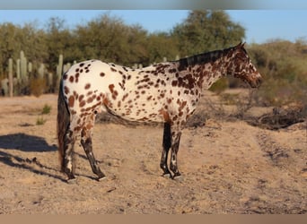 Appaloosa, Caballo castrado, 10 años, 160 cm