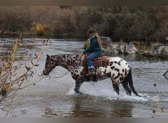 Appaloosa, Caballo castrado, 10 años, 160 cm