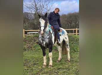 Appaloosa Mestizo, Caballo castrado, 10 años, 162 cm, Atigrado/Moteado