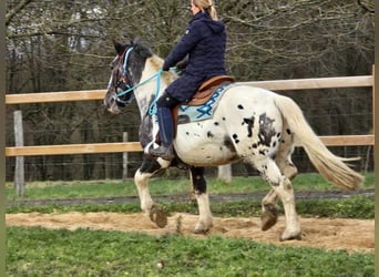 Appaloosa Mestizo, Caballo castrado, 10 años, 162 cm, Atigrado/Moteado