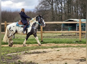 Appaloosa Mestizo, Caballo castrado, 10 años, 162 cm, Atigrado/Moteado