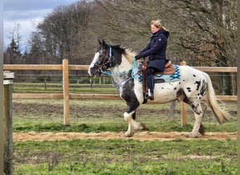 Appaloosa Mestizo, Caballo castrado, 10 años, 162 cm, Atigrado/Moteado