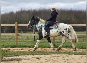 Appaloosa Mestizo, Caballo castrado, 10 años, 162 cm, Atigrado/Moteado