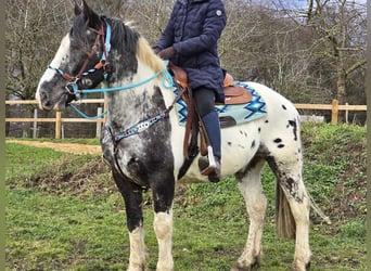 Appaloosa Mestizo, Caballo castrado, 10 años, 162 cm, Atigrado/Moteado