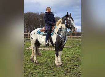 Appaloosa Mestizo, Caballo castrado, 10 años, 162 cm, Atigrado/Moteado